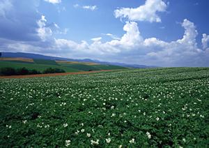 焼津市に誕生！家族葬のタクセル焼津｜低価格で安心の家族葬専門斎場